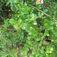 Ehretia microphylla Lam.